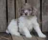 Cockapoo For Sale Wooster, OH Female- Pearl
