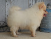 ACA Registered Pomeranian For Sale Millersburg, OH Male- Max