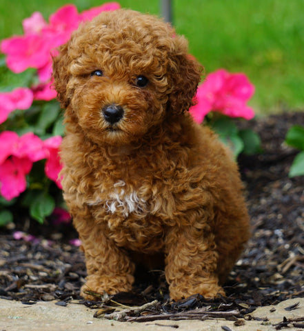 ICA Registered Toy Poodle For Sale Millersburg, OH Female- Zoey