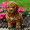 ICA Registered Toy Poodle For Sale Millersburg, OH Female- Zoey