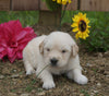 AKC Registered Golden Retriever For Sale Applecreek, OH Male- Conner