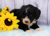 F1B Mini Sheepadoodle For Sale Applecreek, OH Male- Chase