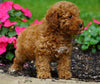 ICA Registered Toy Poodle For Sale Millersburg, OH Female- Zoey