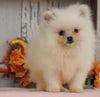 ACA Registered Pomeranian For Sale Millersburg, OH Male- Teddy