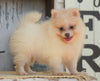 ACA Registered Pomeranian For Sale Millersburg, OH Male- Max
