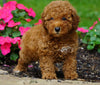 ICA Registered Toy Poodle For Sale Millersburg, OH Female- Zoey