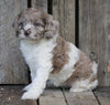 Cockapoo For Sale Wooster, OH Female- Pearl