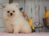 ACA Registered Pomeranian For Sale Millersburg, OH Male- Teddy