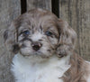 Cockapoo For Sale Wooster, OH Female- Pearl