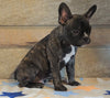 ICA Registered Frenchton For Sale Mansfield, OH Male - Peanut