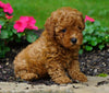 ICA Registered Toy Poodle For Sale Millersburg, OH Female- Kelsey