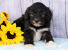 F1B Mini Sheepadoodle For Sale Applecreek, OH Female- Pearl