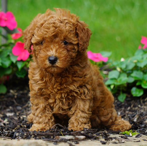 ICA Registered Toy Poodle For Sale Millersburg, OH Female- Kelsey
