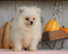 ACA Registered Pomeranian For Sale Millersburg, OH Male- Teddy