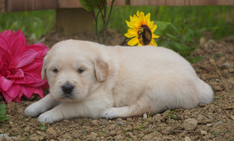 AKC Registered Golden Retriever For Sale Applecreek, OH Male- Charley