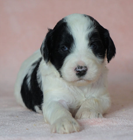 Sheepadoodle (Standard) For Sale Baltic, OH Male Milo