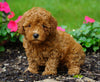 ICA Registered Toy Poodle For Sale Millersburg, OH Female- Kelsey
