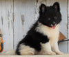 ACA Registered Pomeranian For Sale Millersburg, OH Female- Angel