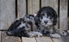 Cockapoo For Sale Wooster, OH Male- Prince