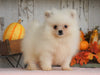 ACA Registered Pomeranian For Sale Millersburg, OH Male- Teddy