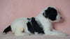 Sheepadoodle (Standard) For Sale Baltic, OH Male Milo