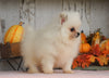 ACA Registered Pomeranian For Sale Millersburg, OH Male- Teddy