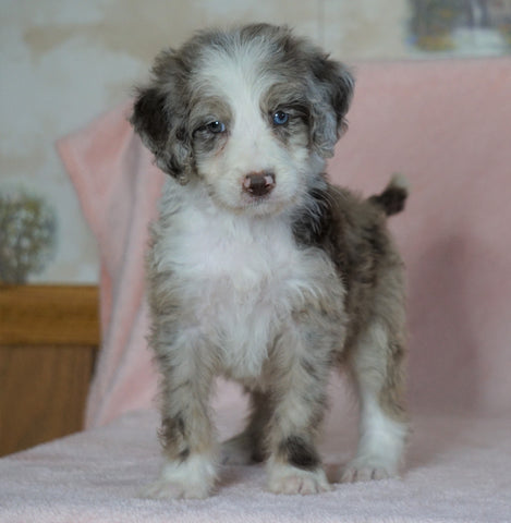 Aussiedoodle For Sale Baltic, OH Male- Sawyer