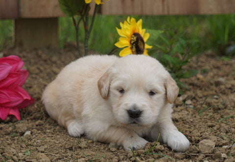 AKC Registered Golden Retriever For Sale Applecreek, OH Male- Conrad