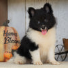 ACA Registered Pomeranian For Sale Millersburg, OH Female- Angel