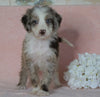 Aussiedoodle For Sale Baltic, OH Male- Sawyer