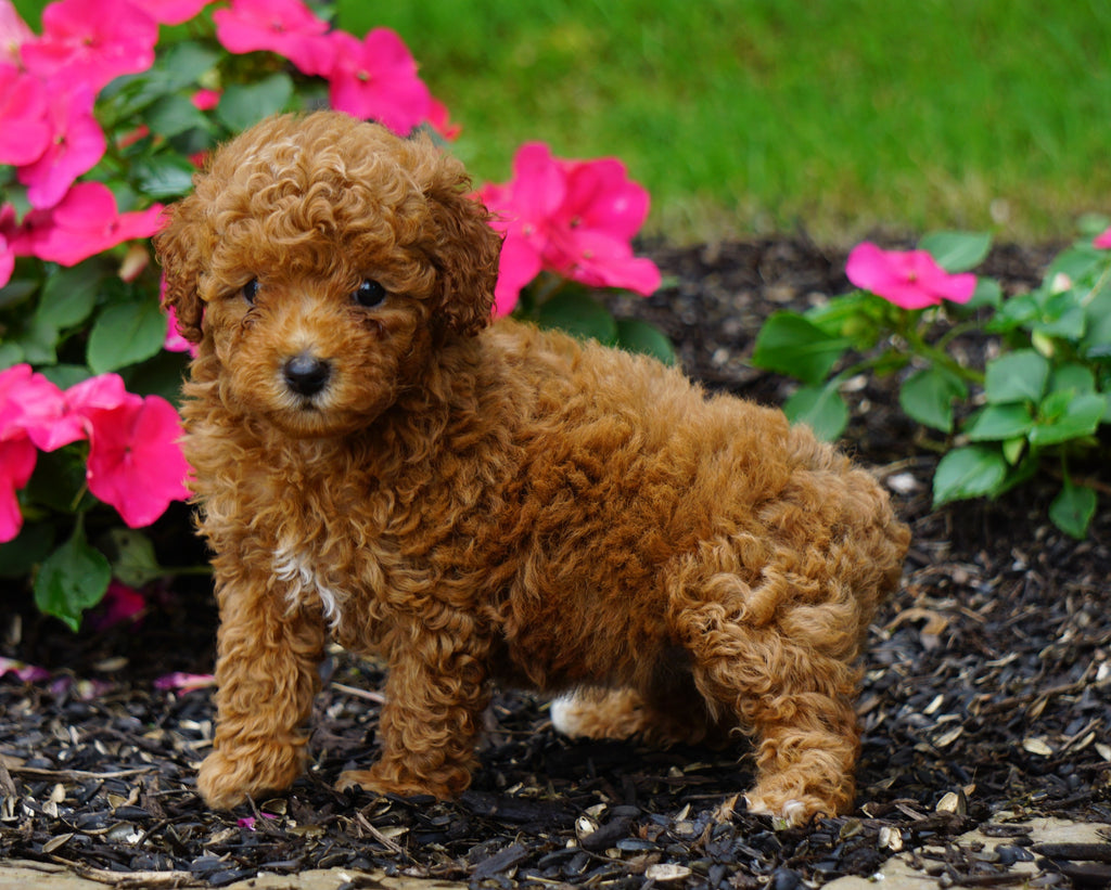 ICA Registered Toy Poodle For Sale Millersburg, OH Female Peanut AC