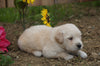 AKC Registered Golden Retriever For Sale Applecreek, OH Male- Conrad