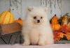 ACA Registered Pomeranian For Sale Millersburg, OH Male- Teddy