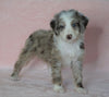 Aussiedoodle For Sale Baltic, OH Male- Sawyer