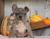 AKC Registered French Bulldog For Sale Millersburg, OH Male- Buddy