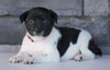 Jack Russel Mix For Sale Millersburg, OH Female- Casey