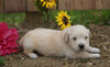 AKC Registered Golden Retriever For Sale Applecreek, OH Male- Conrad