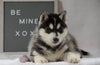 Siberian Husky For Sale Holmesville, OH Male - Koda