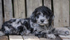 Cockapoo For Sale Wooster, OH Male- Prince
