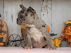 AKC Registered French Bulldog For Sale Millersburg, OH Male- Buddy