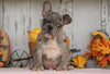 AKC Registered French Bulldog For Sale Millersburg, OH Male- Buddy