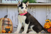 AKC Registered Siberian Husky For Sale Millersburg, OH Female- Ginger