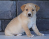 Jack Russel Mix For Sale Millersburg, OH Male- Cash