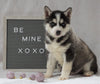 Siberian Husky For Sale Holmesville, OH Male - Finn
