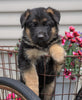 AKC Registered German Shepherd For Sale Fredericksburg, OH Male- Ace