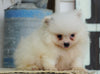 ACA Registered Pomeranian For Sale Millersburg, OH Male- Teddy