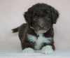 Aussiedoodle For Sale Baltic, OH Male- Brody