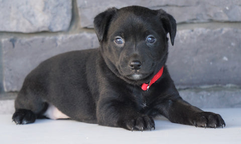 Jack Russel Mix For Sale Millersburg, OH Female- Callie