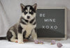 Siberian Husky For Sale Holmesville, OH Male - Finn