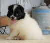 ACA Registered Pomeranian For Sale Millersburg, OH Male- Alex